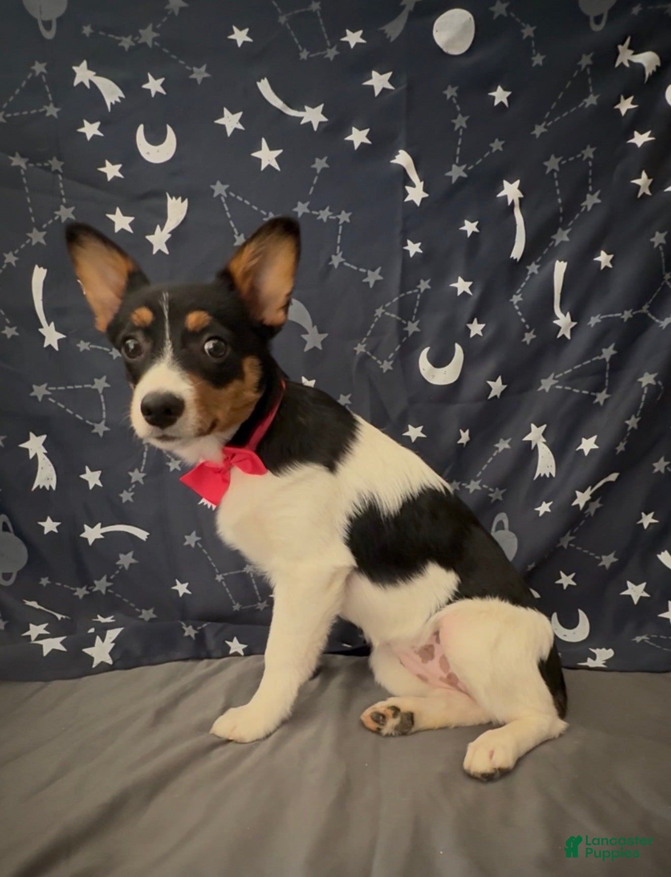 Mixed Breed dogs Mixed Breed 1 - Ad 1