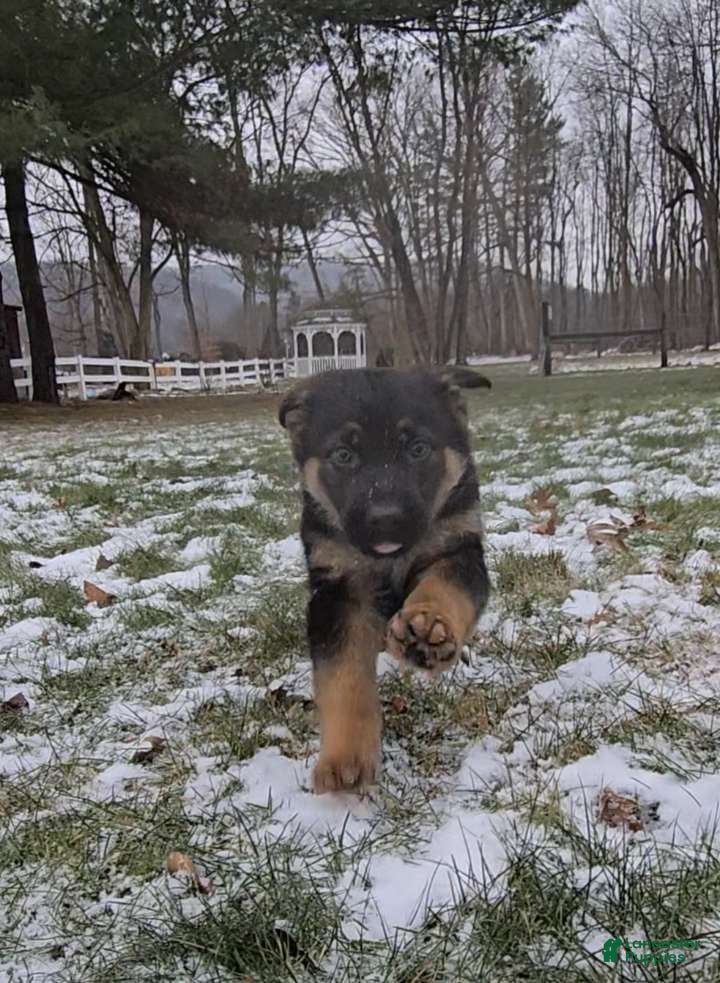 German Shepherd dogs Hunter  - Ad 13