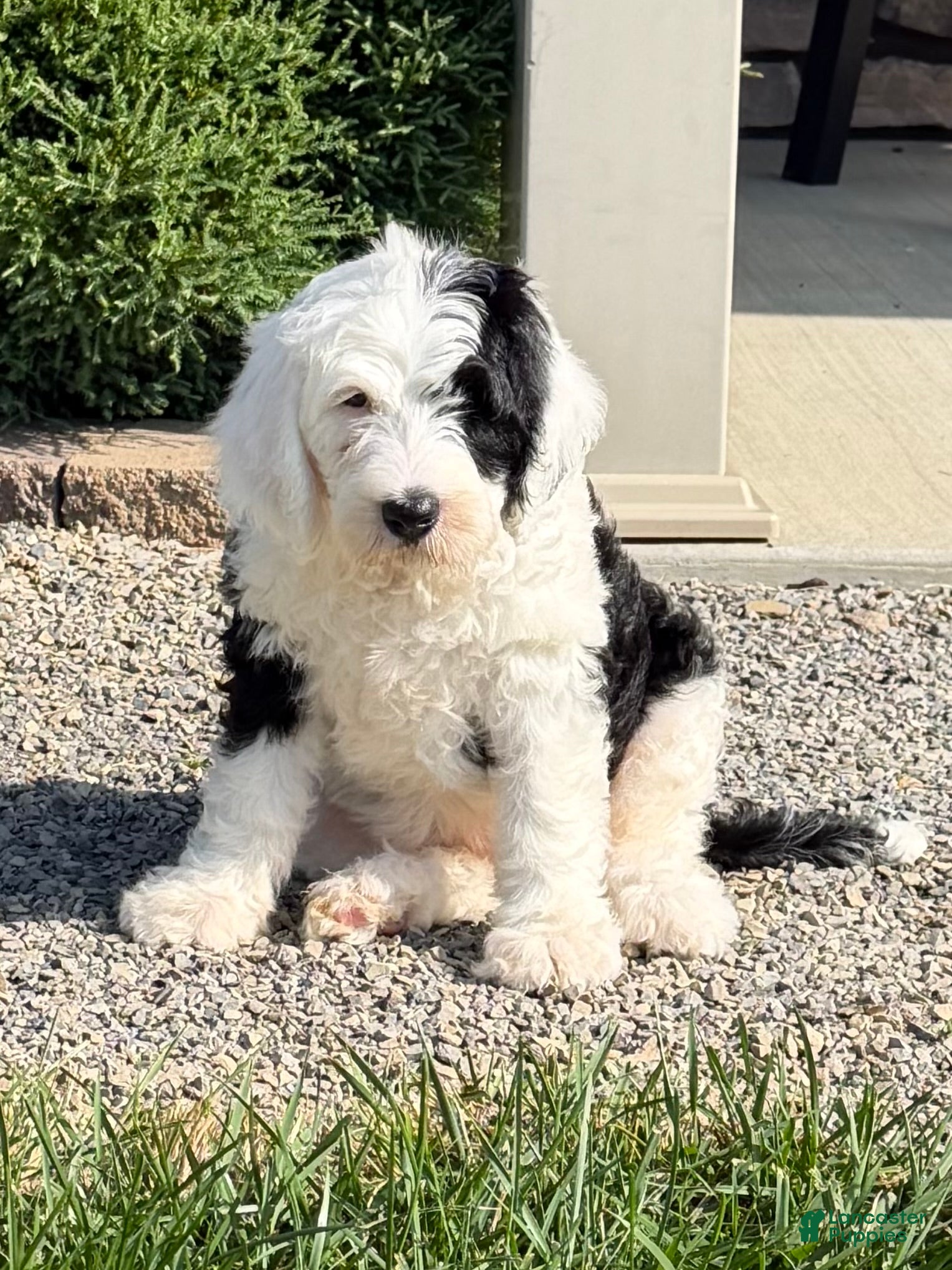 Sheepadoodle dogs Cami - Ad 2