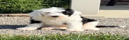 Sheepadoodle dogs for sale: Cami - Ad 2