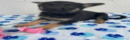 German Shepherd dogs for sale: Lulu - Ad 3