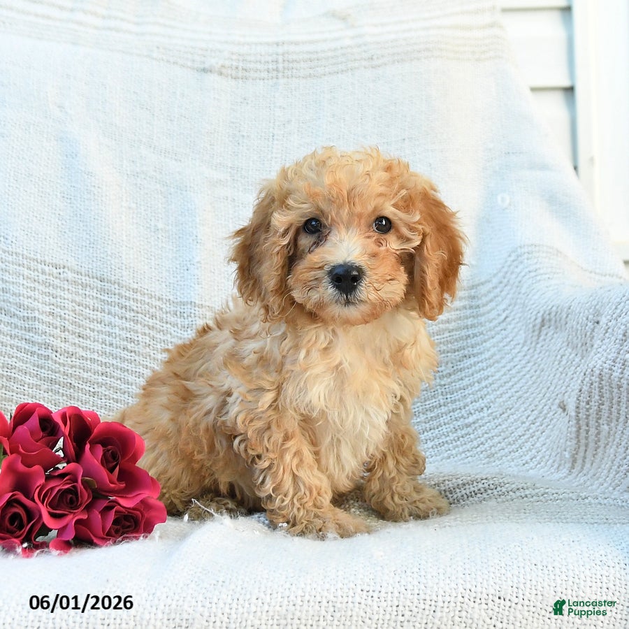 Mini Goldendoodle dogs Mckenzie - Ad 1