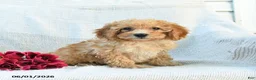 Mini Goldendoodle dogs for sale: Mckenzie - Ad 6