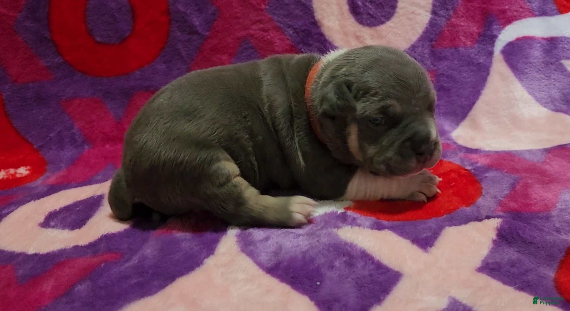 American Bully dogs Atreus - Ad 41