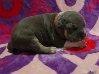 American Bully dogs Atreus - Ad 41