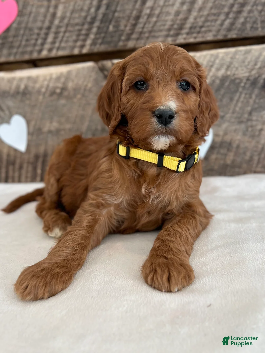 Irish Doodle dogs for sale: Daisy - Ad 3