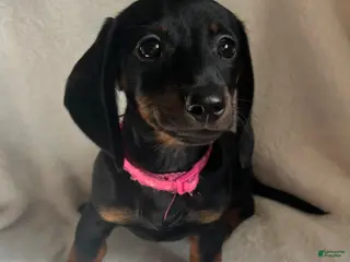 Miniature Dachshund dogs for sale: Gypsy - Ad 1