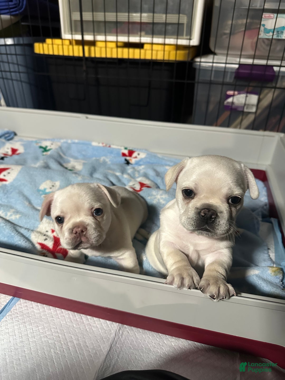 French Bulldog dogs for sale: Luca - Ad 5