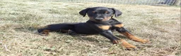 Doberman Pinscher dogs for sale: Max - Ad 3