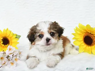 Malshi dogs for sale: Benji - Ad 3