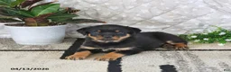 Rottweiler dogs for sale: Annabelle - Ad 4