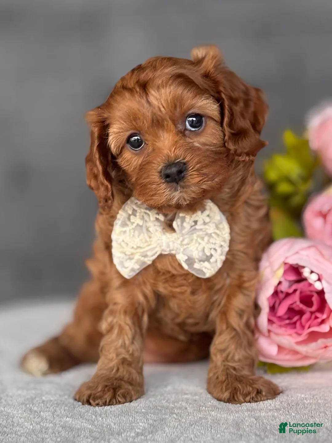 Cavapoo dogs for sale: Mable Cavapoo Puppy  - Ad 2