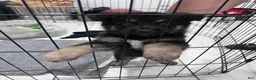 German Shepherd dogs for sale: Bear - Ad 7