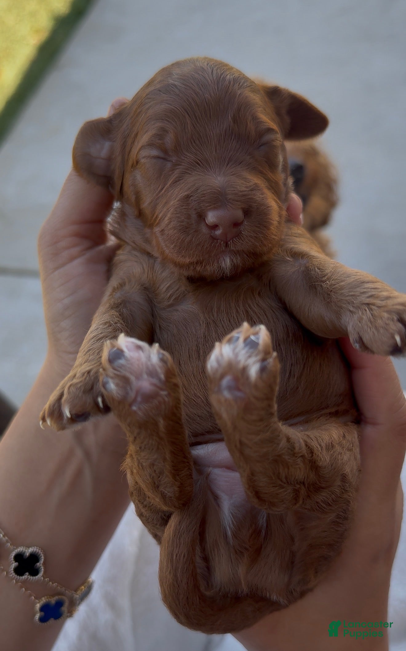 Mini Goldendoodle dogs  Puppy 3 - Ad 1