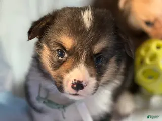 Welsh Corgi Pembroke dogs Winnie - Ad 4