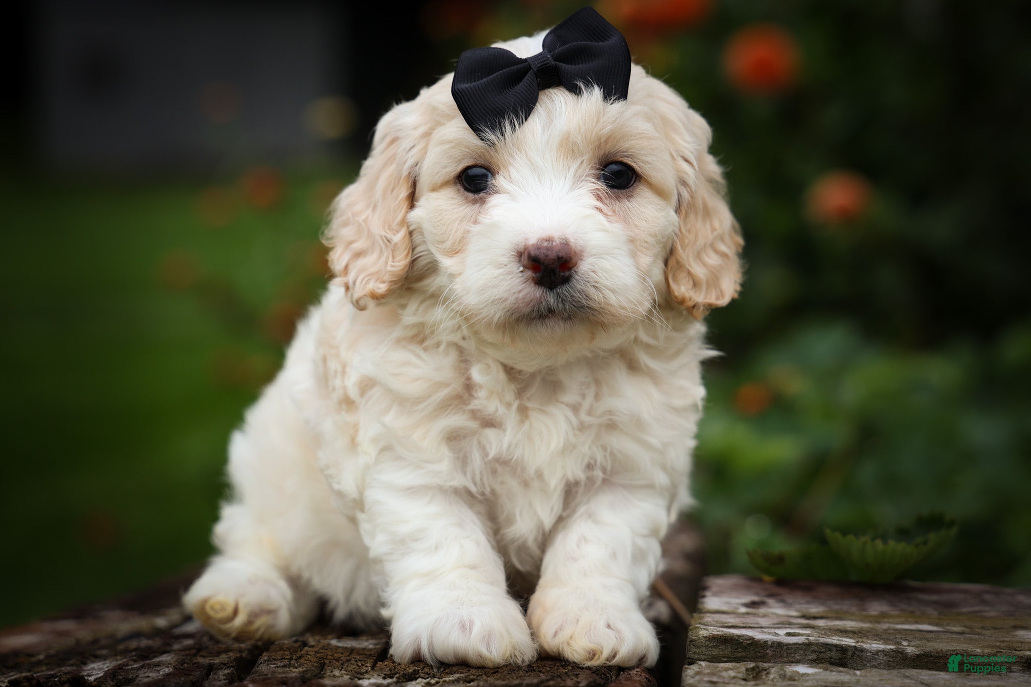 Cavachon dogs for sale: Houston🐾💙 - Ad 2