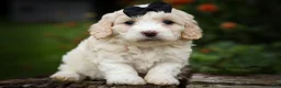 Cavachon dogs for sale: Houston🐾💙 - Ad 1