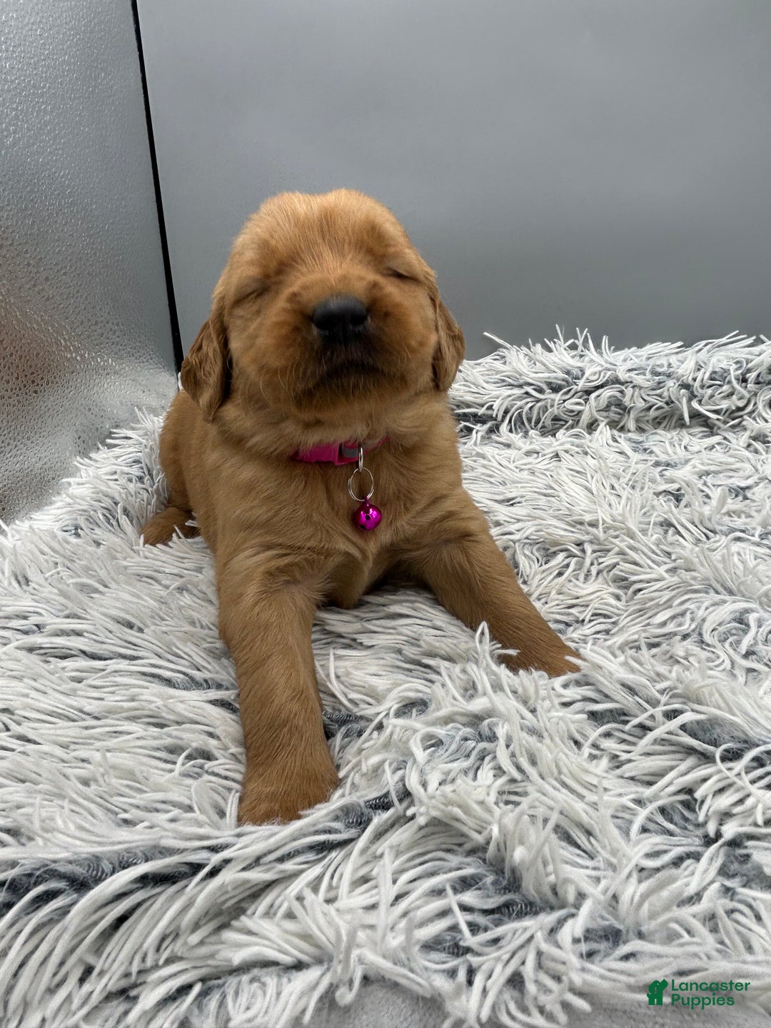 Golden Retriever dogs for sale: Golden Retriever Puppy - Stella - Ad 21