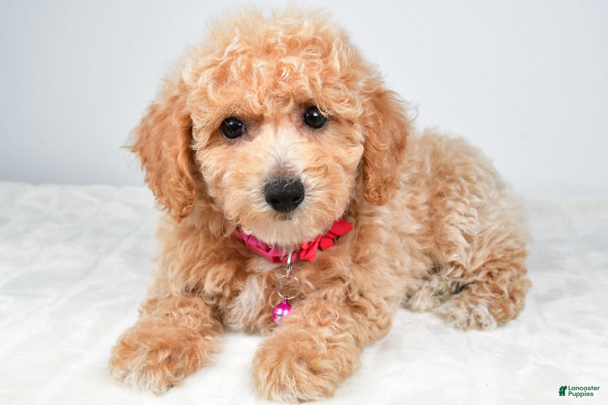 Bichpoo dogs Serena - Ad 1