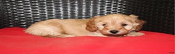 Cavapoo dogs for sale: Rudolph  - Ad 9