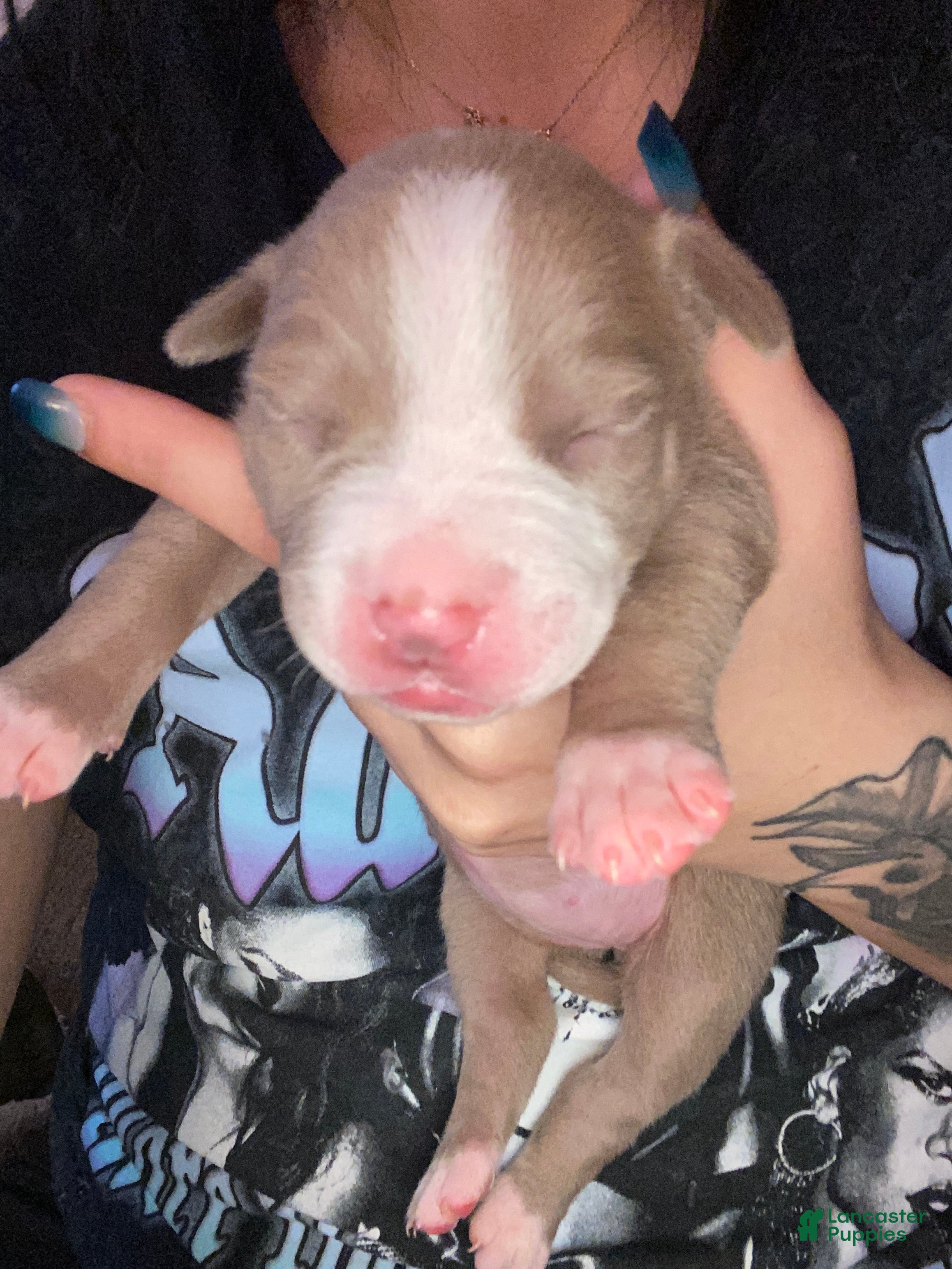 Mixed Breed dogs Mixed Breed Puppy 7 - Ad 1