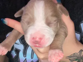 Mixed Breed dogs Mixed Breed Puppy 7 - Ad 1