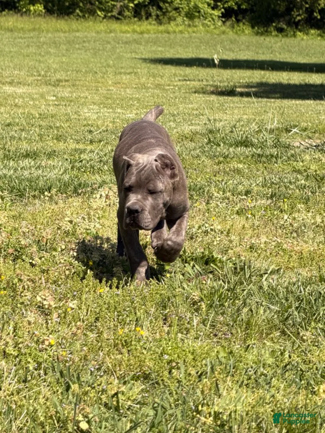 Cane Corso dogs for sale: Pink - Ad 4
