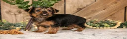 Yorkshire Terrier dogs for sale: Dudley - Ad 3