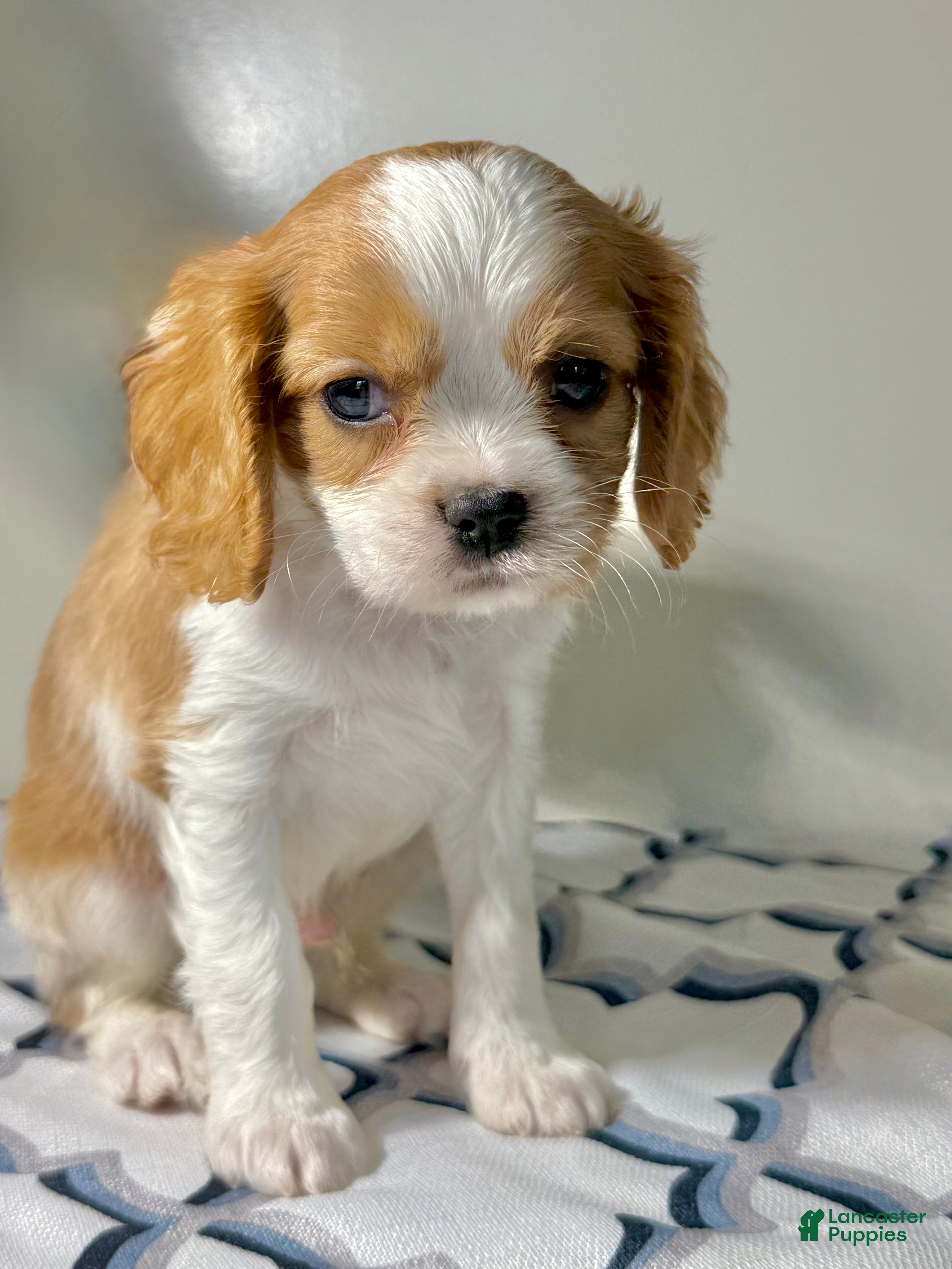 Cavalier King Charles Spaniel dogs Ollie Cavalier King Charles Spaniel  - Ad 2