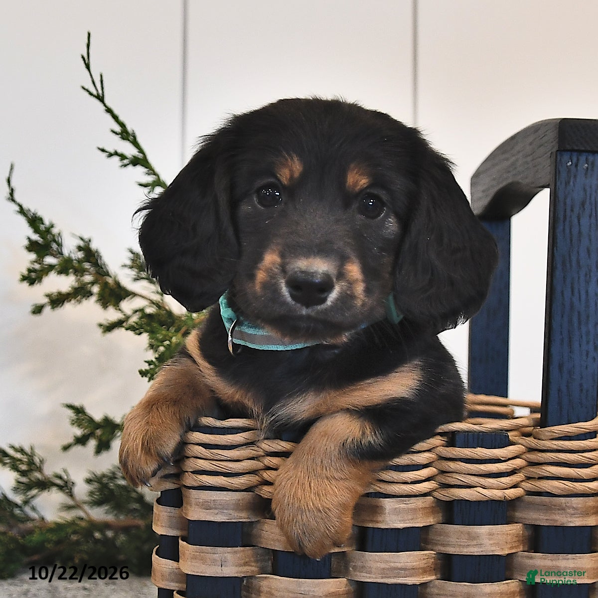 Miniature Dachshund dogs for sale: Freddy  - Ad 1