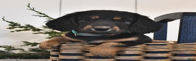 Freddy 