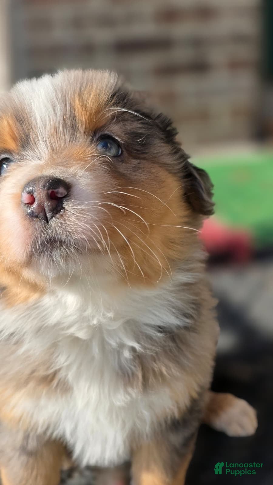 Australian Shepherd dogs Eeny - Ad 33