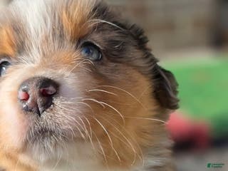 Australian Shepherd dogs Eeny - Ad 33