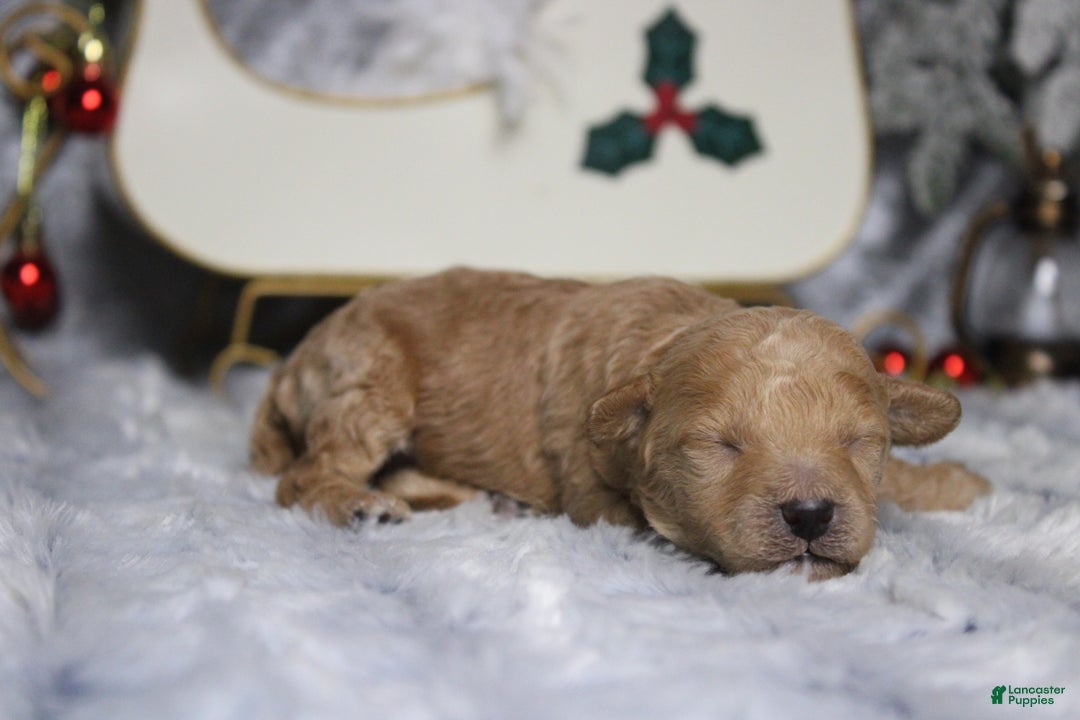 Toy Poodle dogs for sale: Garnet  - Ad 7