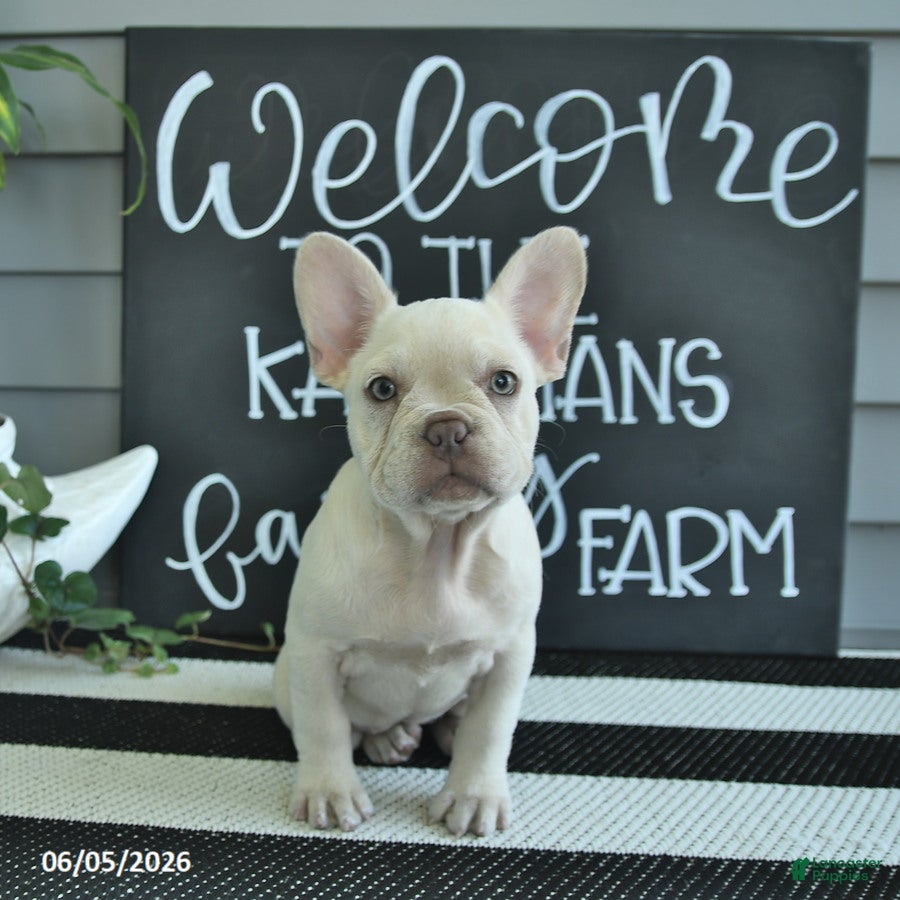 French Bulldog dogs Floriane - Ad 2