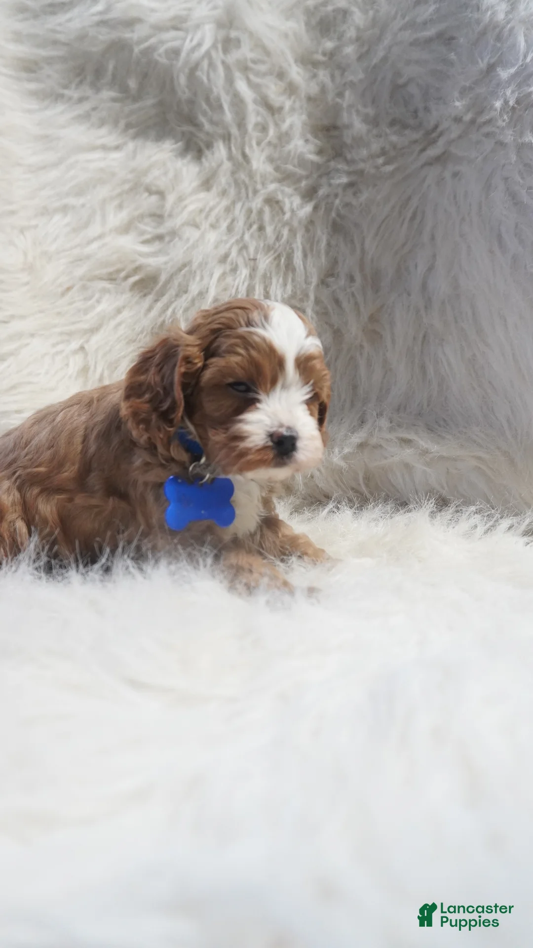 Cavapoo dogs for sale: Slater - Ad 9