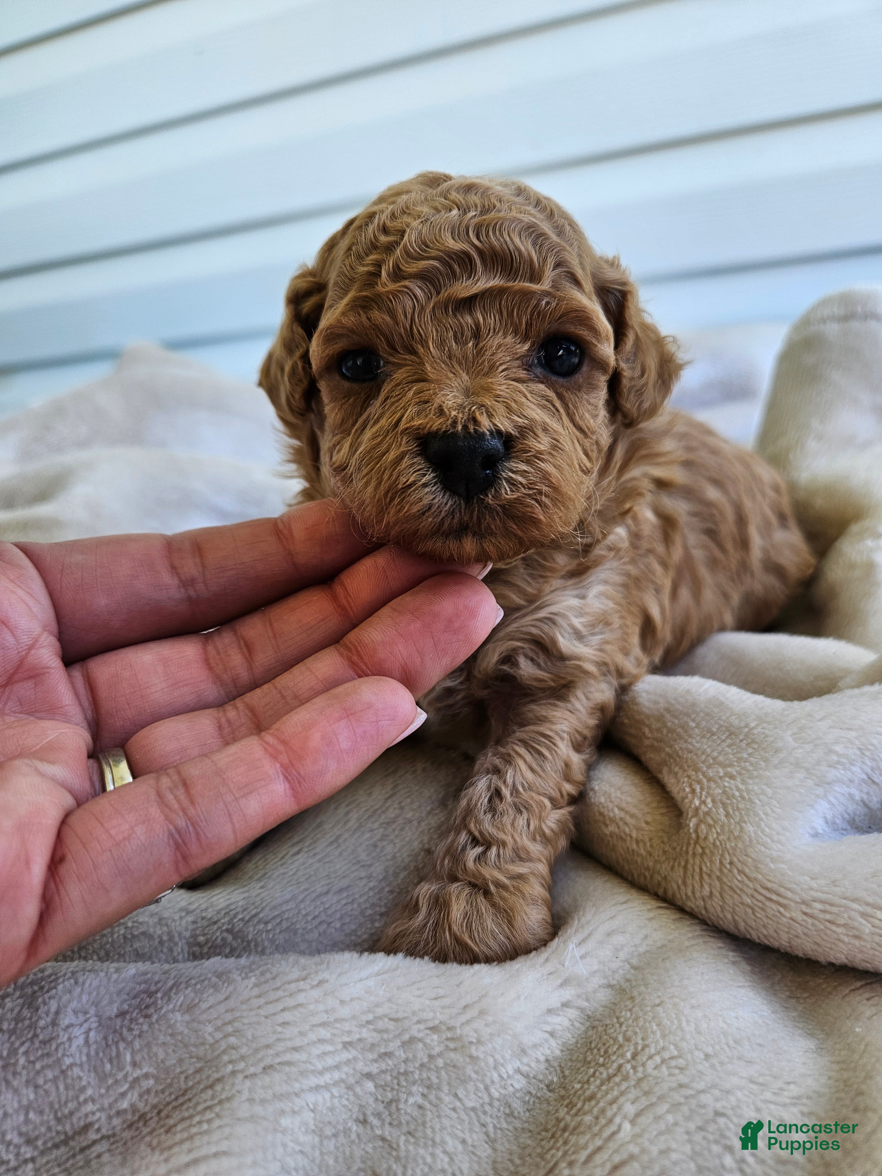 Bichpoo dogs Rusty - Ad 8