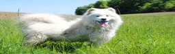 Samoyed dogs for sale: Koda - Ad 12