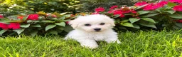Bichon Frise dogs for sale: Bichon Frise 1 - Ad 4