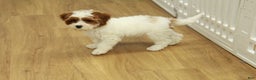 Cavapoo dogs for sale: Mia - Ad 9