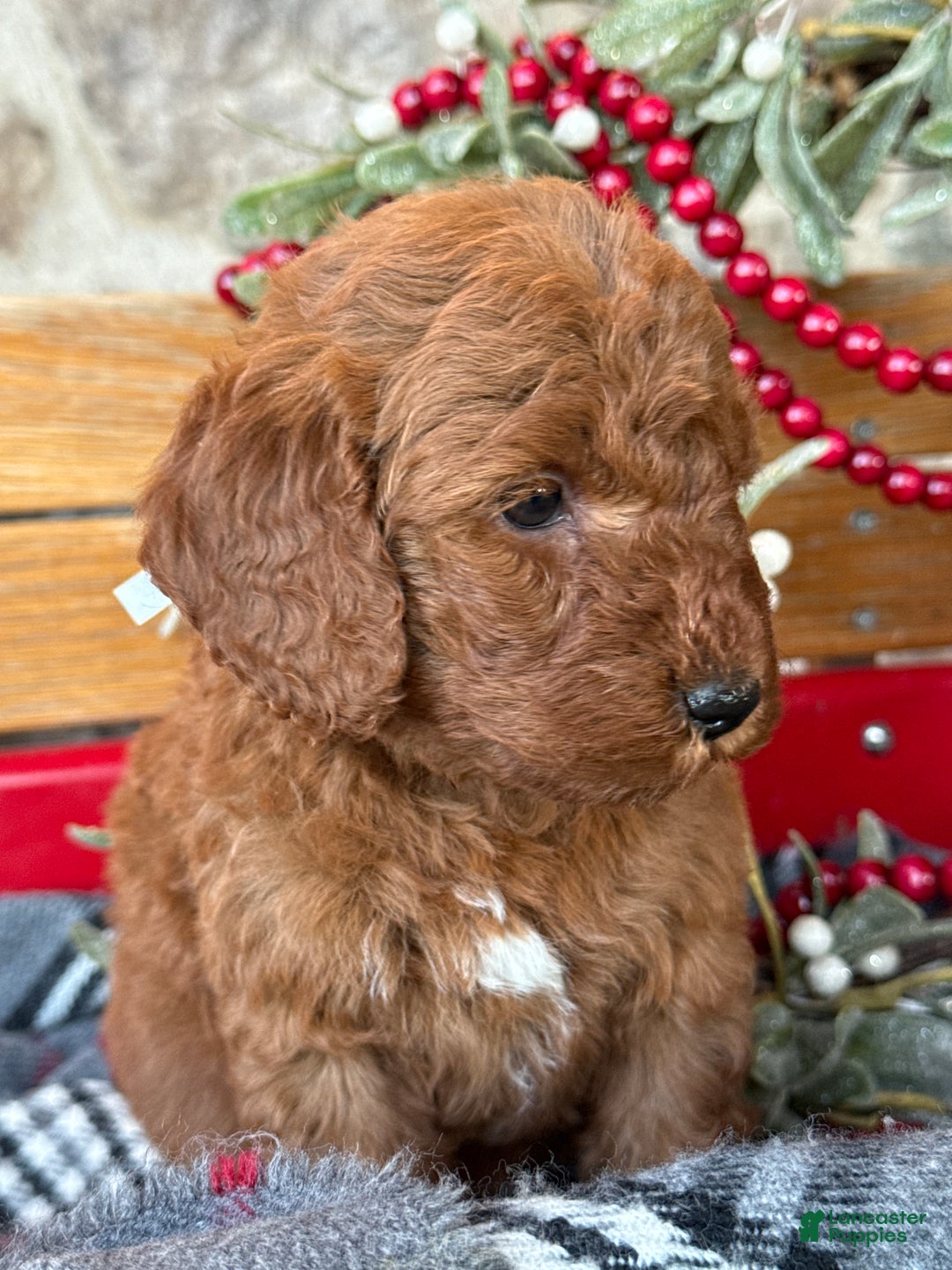 Mini Goldendoodle dogs for sale: Ivy - Ad 8