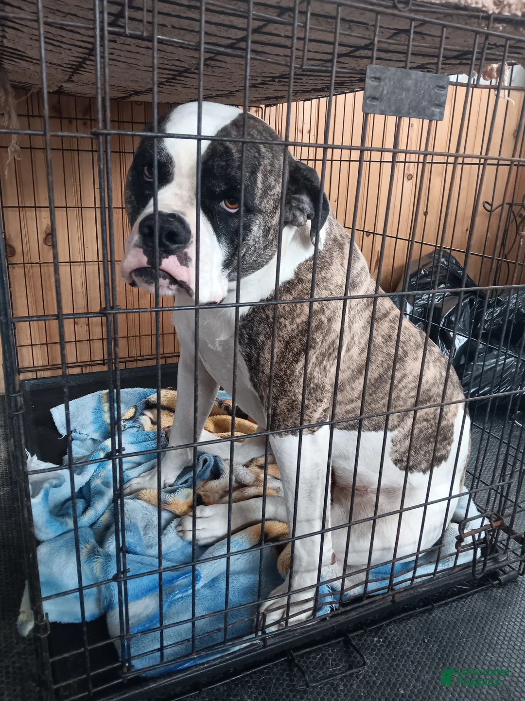 American Bulldog dogs for sale: American Bulldog Puppy 1 - Ad 3