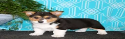 Welsh Corgi Pembroke dogs for sale: Welsh Corgi Pembroke 2 - Ad 3