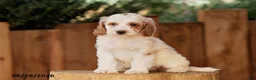 Mini Goldendoodle dogs for sale: Tessa - Ad 5