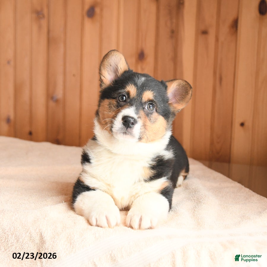 Welsh Corgi Pembroke dogs Diamond - Ad 2