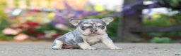 French Bulldog dogs for sale: Sienna - Ad 13