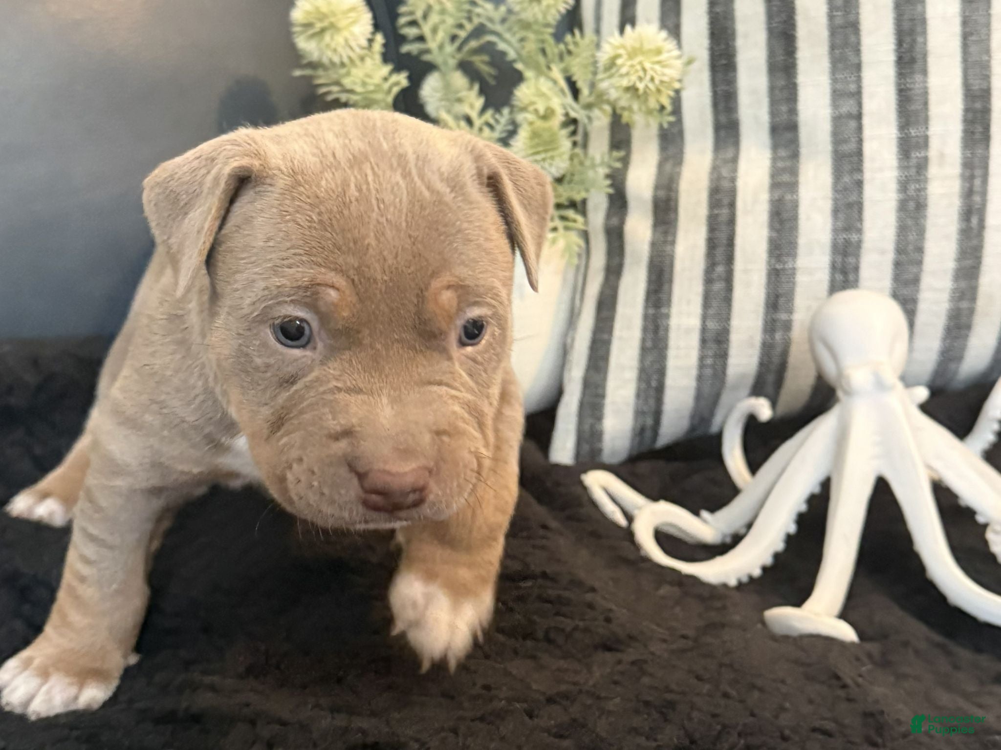 American Bully dogs Marina - Ad 2