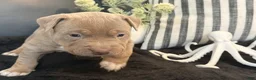 American Bully dogs for sale: Marina - Ad 4
