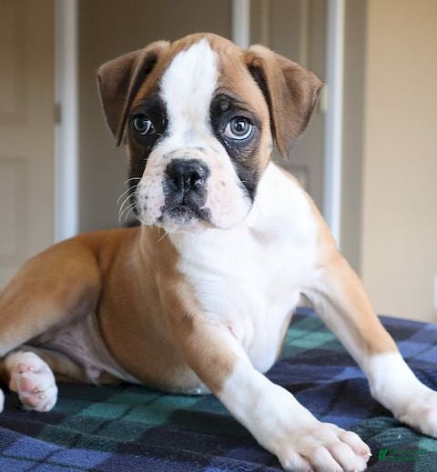 Boxer dogs Tyson - Champ lines - Ad 2