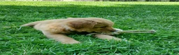 Golden Retriever dogs for sale: Copper - Ad 12